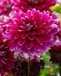 Dahlia Maldini8